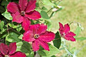 CLEMATIS ROUGE CARDINAL