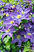 CLEMATIS WARSZAWSKA NIKE