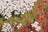 SEDUM ALBUM CORAL CARPET