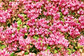 SEDUM SPURIUM VOODOO