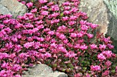 SEDUM SPURIUM FULDAGLUT