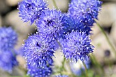 JASIONE LAEVIS BLUE LIGHT