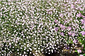 GYPSOPHILA PANICULATA FESTIVAL PINK