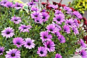 OSTEOSPERMUM FLOWER POWER PURPLE