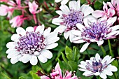 OSTEOSPERMUM FLOWER POWER WHITE