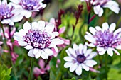 OSTEOSPERMUM FLOWER POWER WHITE