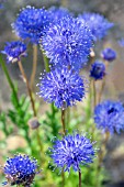 JASIONE LAEVIS BLUE LIGHT