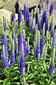 VERONICA SPICATA ULSTER BLUE DWARF