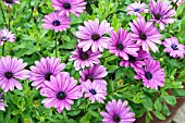 OSTEOSPERMUM FLOWER POWER VIOLET