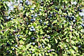 PRUNUS SPINOSA - SLOE BERRIES