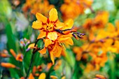 CROCOSMIA X CROCOSMIIFLORA EMILY MCKENZIE