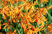 CROCOSMIA GOLDEN BALLERINA