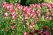 ALSTROEMERIA FREEDOM