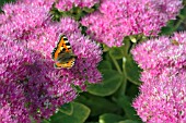 TORTOISESHELL BUTTERFLY ON SEDUM SPECTABILE