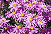 ASTER AMELLUS BRILLIANT