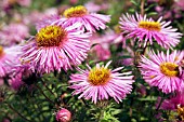 ASTER NOVAE-ANGLIAE BARRS PINK