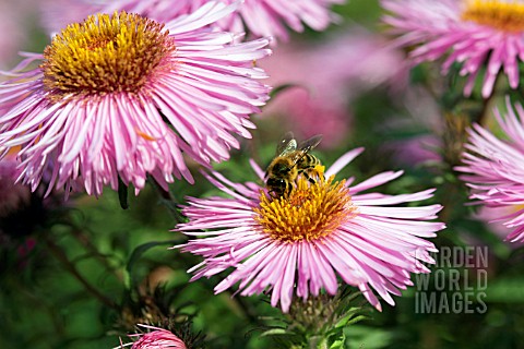 BEE_ON_ASTER_BARRS_PINK