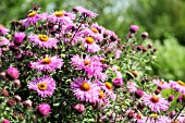 ASTER NOVAE-ANGLIAE BARRS PINK