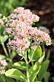 SEDUM ALBOROSEUM