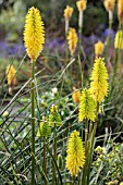 KNIPHOFIA BEES LEMON