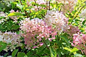 HYDRANGEA PANICULATA PHANTOM IN LATE SUMMER