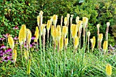 KNIPHOFIA BEES LEMON