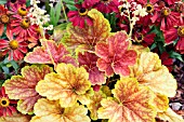 HEUCHERA DELTA DAWN