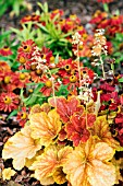 HEUCHERA DELTA DAWN