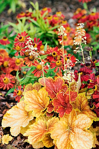 HEUCHERA_DELTA_DAWN