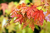 ACER PALMATUM SANGO-KAKU LEAVES IN AUTUMN