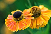 HELENIUM MARDI GRAS