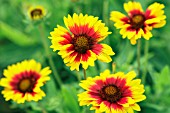 GAILLARDIA X GRANDIFLORA MESA BRIGHT BICOLOUR