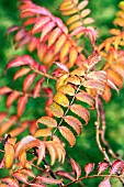 SORBARIA SORBIFOLIA SEM LEAVES IN AUTUMN