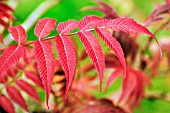 SORBARIA SORBIFOLIA SEM LEAVES IN AUTUMN