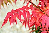 SORBARIA SORBIFOLIA SEM LEAVES IN AUTUMN