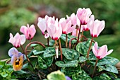 CYCLAMEN HEDERIFOLIUM