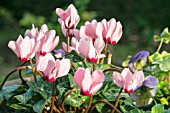 CYCLAMEN HEDERIFOLIUM