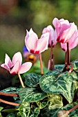 CYCLAMEN HEDERIFOLIUM