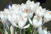 CROCUS VERNUS JEANNE DARC