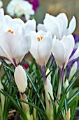 CROCUS VERNUS JEANNE DARC