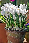 CROCUS VERNUS JEANNE DARC