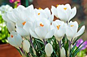 CROCUS VERNUS JEANNE DARC