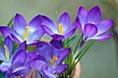 CROCUS VERNUS REMEMBRANCE