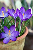 CROCUS VERNUS REMEMBRANCE