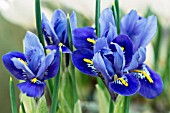 IRIS RETICULATA HARMONY