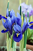 IRIS RETICULATA HARMONY