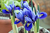 IRIS RETICULATA HARMONY