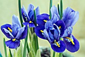 IRIS RETICULATA HARMONY