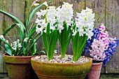 HYACINTHUS ORIENTALIS WHITE PEARL