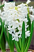 HYACINTHUS ORIENTALIS WHITE PEARL